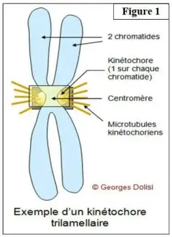 Nature de l’information génétique